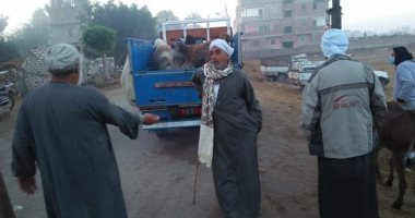 فض وغلق سوق المواشى بقرية كفر المبروك ببسيون فى الغربية.. صور